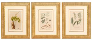 Appraisal: Continental Three Botanical Aquatints C Continental School Three Botanical Illustrations