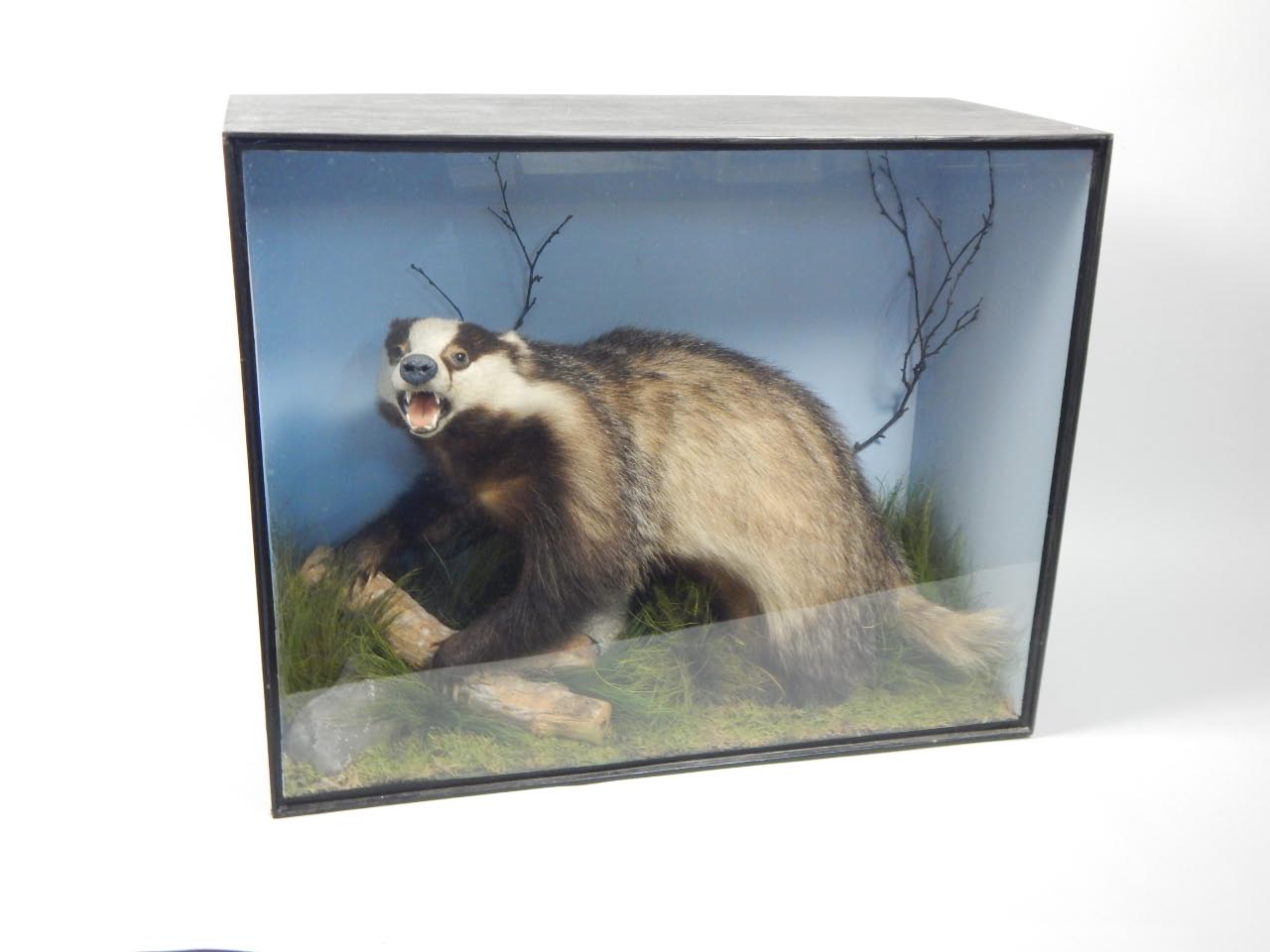 Appraisal: A taxidermied badger in naturalistic pose with ebonised and glazed