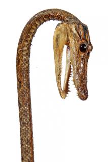 Appraisal: Alligator Skull Cane- th Century- An unusual crook handle cane