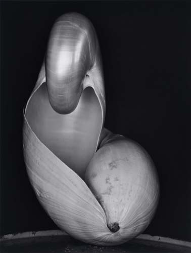 Appraisal: WESTON EDWARD - WESTON COLE - Shell Silver print x