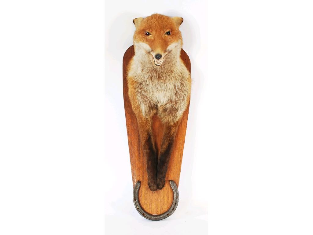 Appraisal: TAXIDERMIC SPECIMEN OF A FOX'S HEAD and front legs mounted