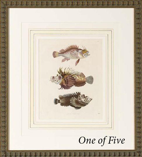 Appraisal: German School Second Quarter th Century Fish suite of five