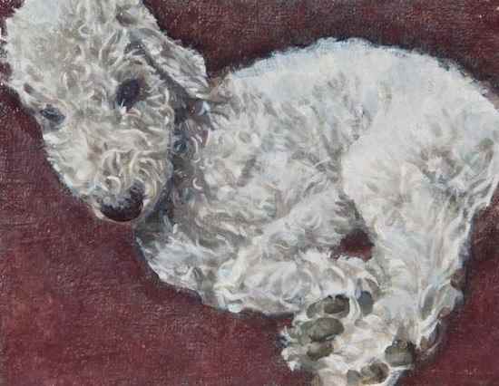 Appraisal: th Century English School Bedlington Terrier oil on canvas inscribed