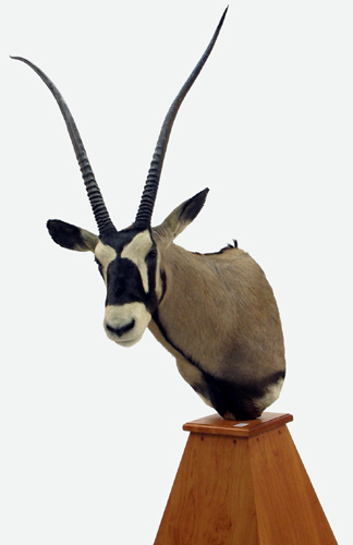 Appraisal: AFRICAN GEMSBOK ANTELOPE Oryx gazella trophy head mount with long