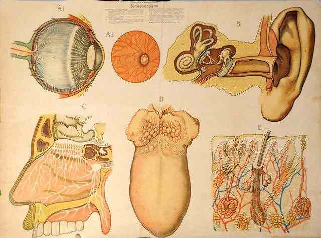 Appraisal: TWO GERMAN MEDICAL POSTERS one depicting the nervous system x