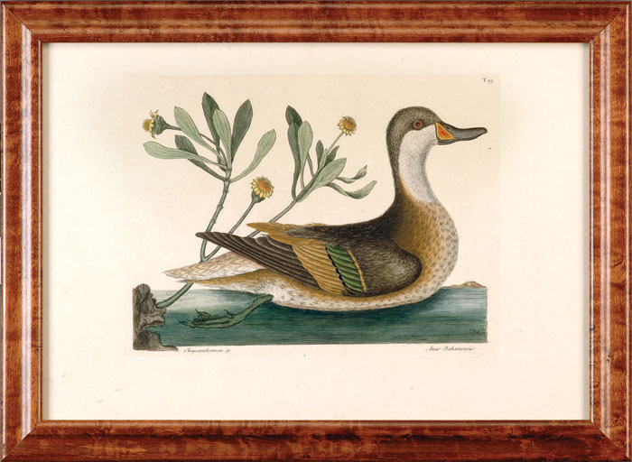 Appraisal: MARK CATESBY AMERICAN - TWO WATER FOWL WHITE CHEEKED PINTAIL