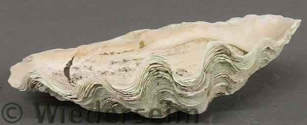 Appraisal: Large Pacific Ocean clam shell l