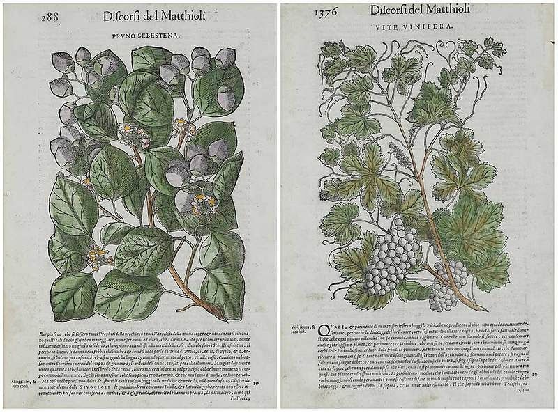 Appraisal: Pietro Andrea Matthioli Italian - Two botanical plates from the