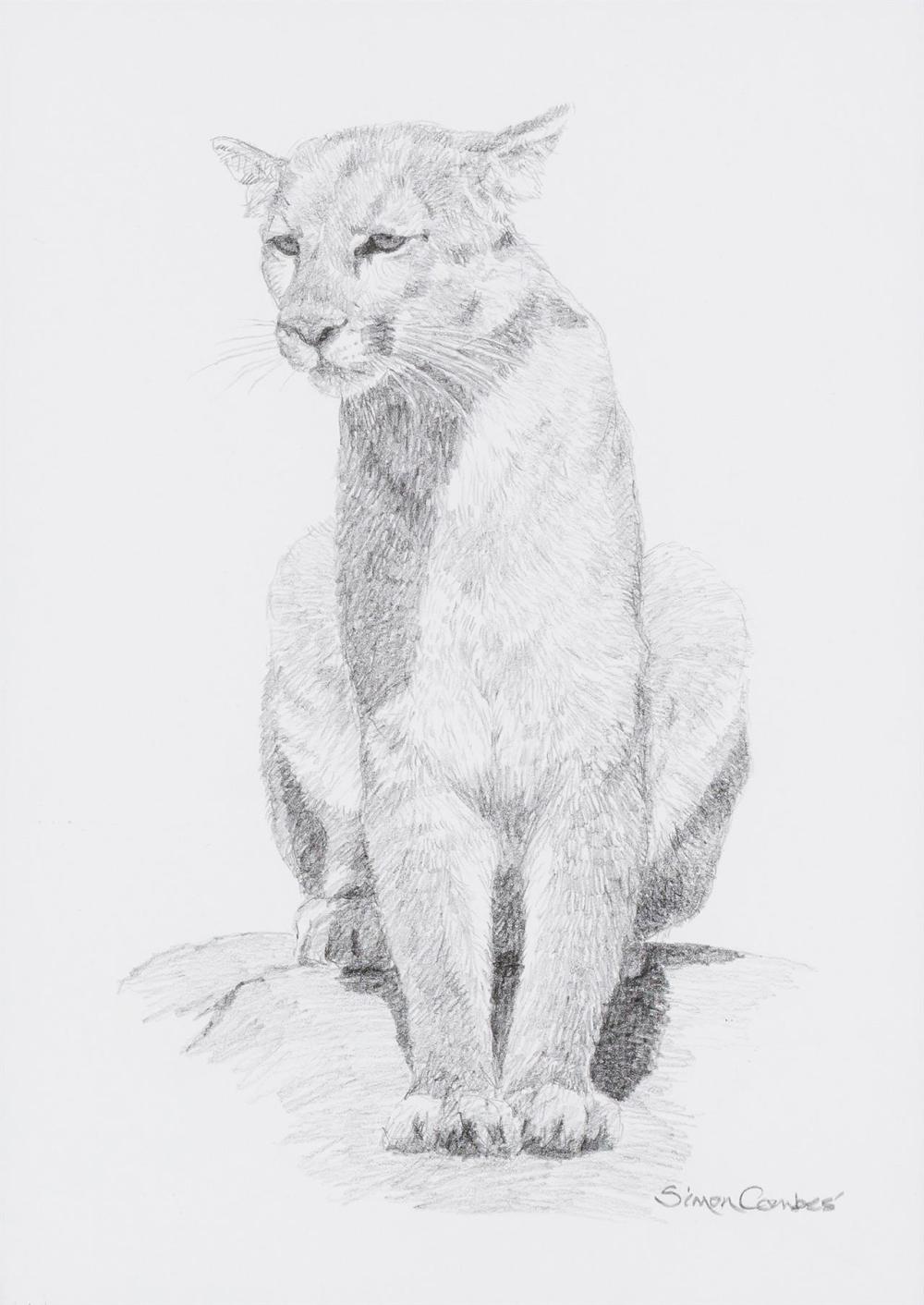 Appraisal: SIMON COMBES Kenyan - Cougar Sitting pencil on paper signed