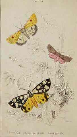 Appraisal: W H LIZARS ENGRAVER Natural History engravings plates to hand-coloured