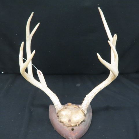 Appraisal: Vintage Antlers shield mounts