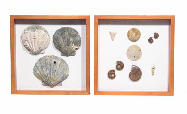 Appraisal: Two Shadow Box Frames of Fossils and Fossil Shells The