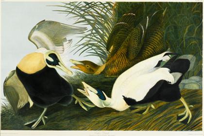 Appraisal: piece Chromolithograph Audubon John James Eider Duck New York J