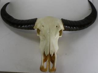 Appraisal: Asian Water Buffalo Skull Mount Large Asian Buffalo mount with