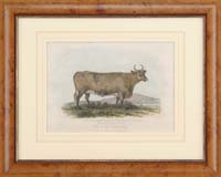 Appraisal: AFTER GEORGE GARRARD British - HEREFORDSHIRE COW AND HIGHLAND COW