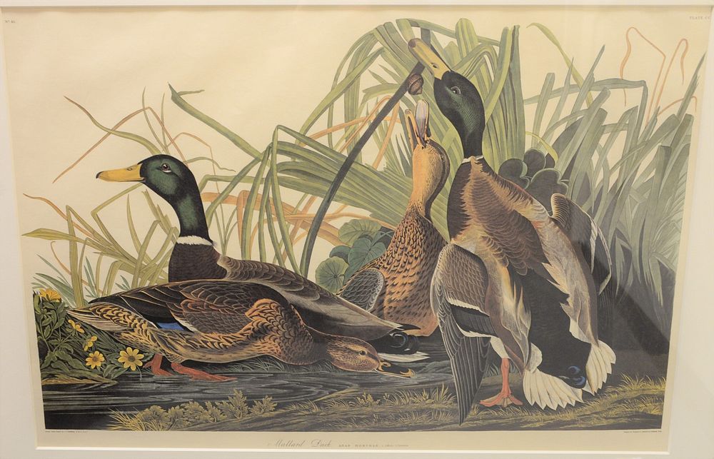 Appraisal: Reproduction after John James Audubon Mallard Duck offset lithograph in