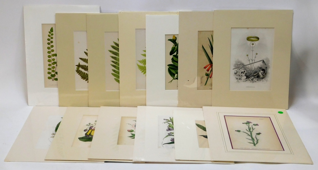 Appraisal: EUROPEAN ASSORTED COLORED BOTANICAL ETCHINGS France England Late th-Early th