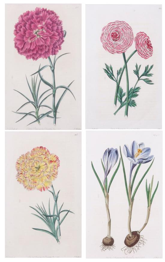 Appraisal: EIGHT HAND-COLORED ENGRAVINGS OF BOTANICALS - By S Watts after