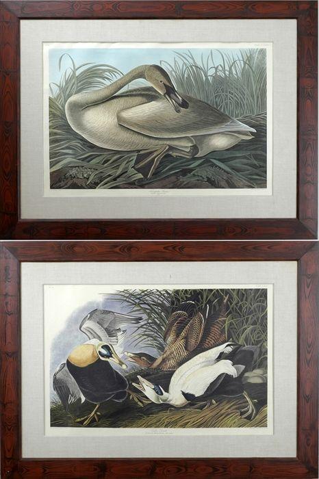 Appraisal: After John James Audubon Eider Duck and Trumpeter Swan Reproduction