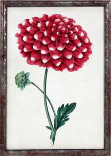 Appraisal: SIR JOSEPH PAXTON COLORED FLORAL LITHOGRAPH C SIR JOSEPH PAXTON