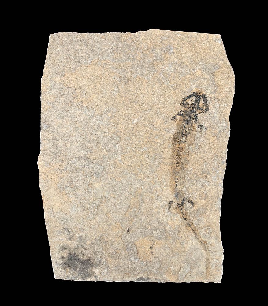 Appraisal: Fossilized Branchiosaurus Salamandroides in Matrix Western Europe Germany Pfalz Niederkirchen