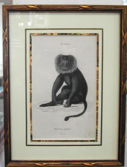 Appraisal: Sir William Jardine British th Century Monkies trio of hand-colored