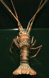 Appraisal: An articulated Japanese Lobster in copper simulating tortoise shell incised