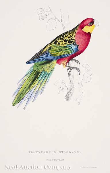 Appraisal: Edward Lear British - Platycercus Stanley II Stanley Parakeet hand-colored