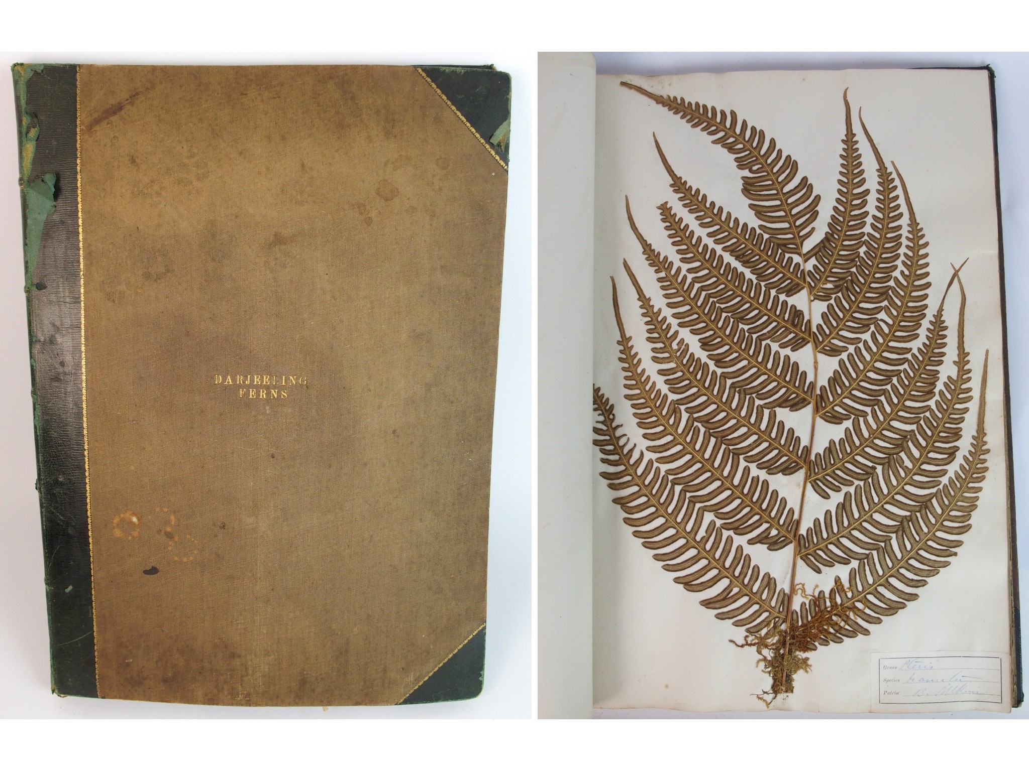 Appraisal: Darjeeling Ferns a Victorian Fern Scrapbookthe bound Victorian album with