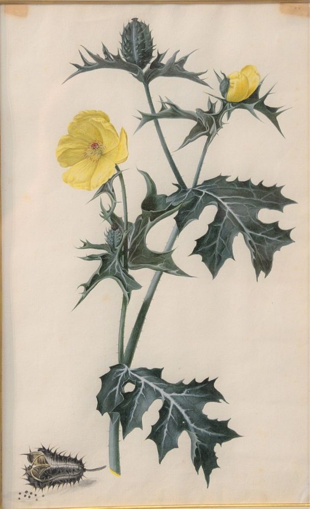 Appraisal: Willem de Heer - The Thorny Poppy pencil watercolor gouache