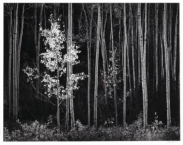 Appraisal: Ansel Adams American - Aspens Northern New Mexico Gelatin silver