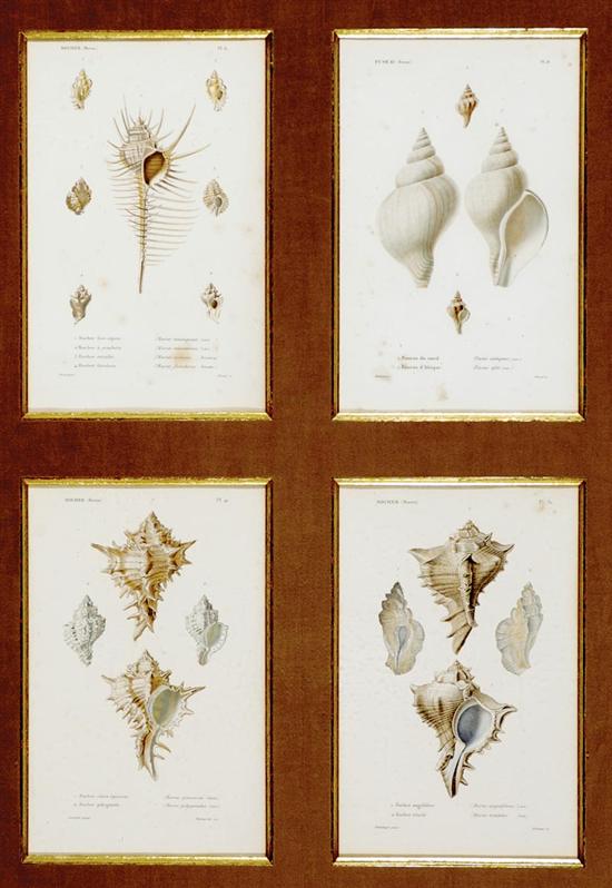 Appraisal: Set of four conchological prints mid th century from Louis