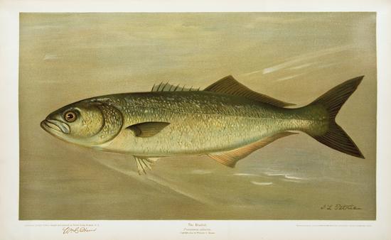 Appraisal: HARRIS William Charles - The Fishes of North America that