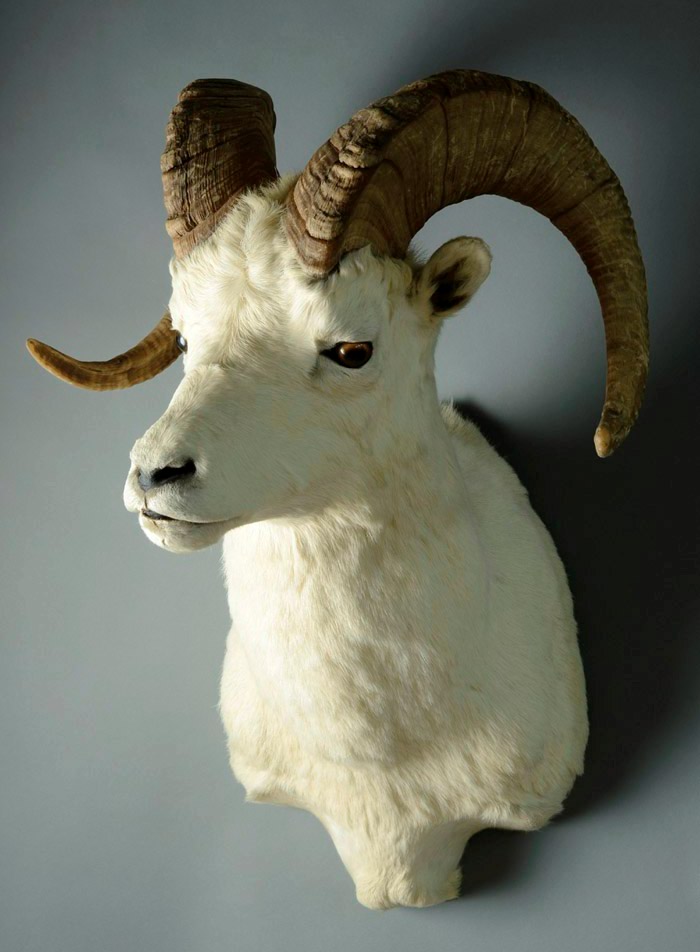 Appraisal: DALL SHEEP TAXIDERMY TROPHY MOUNT originally Dall's sheep Ovis dalli