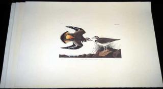 Appraisal: Pcs Birds Of America ANTIQUE AUDUBON LITHOGRAPHS Hand Made Paper