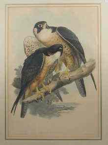 Appraisal: Five th century ornithological prints by J Gould and H