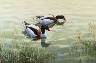 Appraisal: Shelducks by William Hollywood William Hollywood - oil on canvas