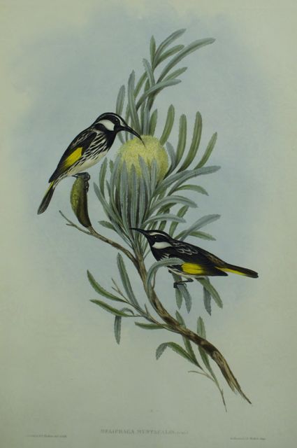 Appraisal: Moustached Honey-eater Meliphaga Mystacalis