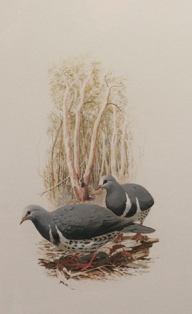 Appraisal: Frank Knight Frank Knight Wonga Pigeon Leucosarcia Melanoleucia gouache x