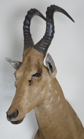 Appraisal: a Coke Hartebeest Tanzania Trophy Mount Safari Club International Tanzania