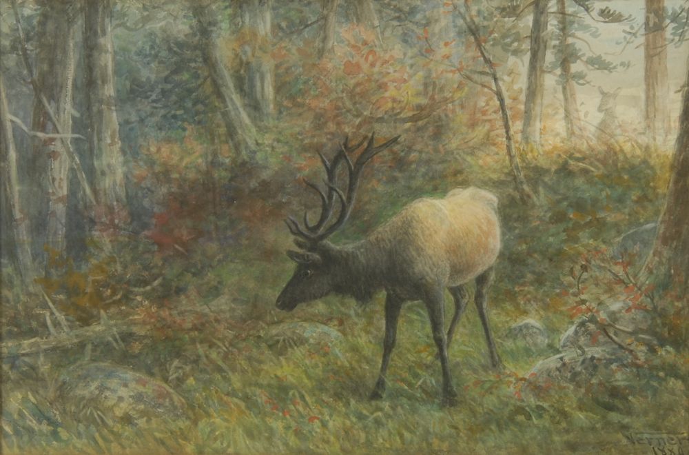 Appraisal: FREDERICK ARTHUR VERNERCanadian - Elk in the woods Signed and