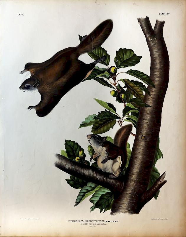 Appraisal: Audubon Quadrupeds Imperial Folio Oregon Flying Squirrel Oregon Flying Squirrel