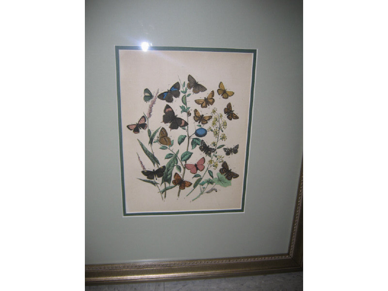 Appraisal: FIVE CHROMOLITHOGRAPHS OF BUTTERFLIES By Westwood London framed x sight