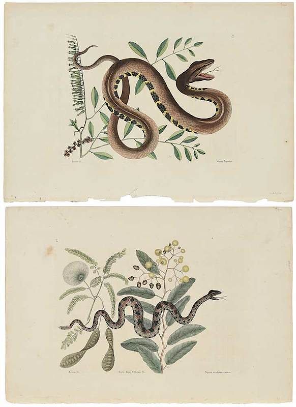 Appraisal: Mark Catesby British - Two snake plates T Vipera caudisona