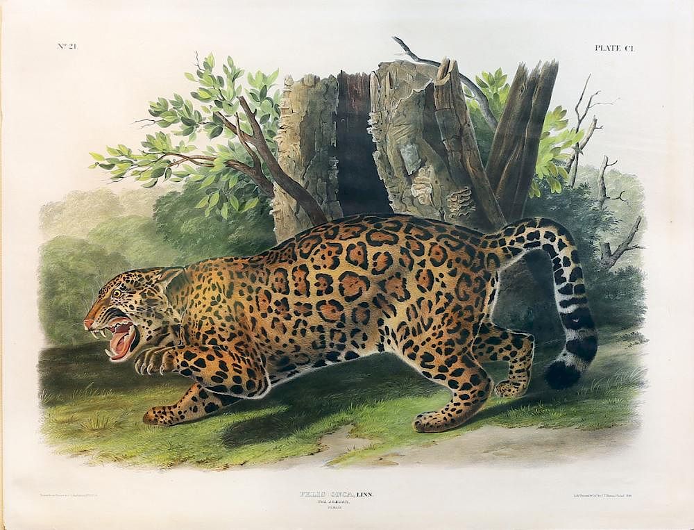 Appraisal: Audubon Quadrupeds Imperial Folio Jaguar Jaguar Plate John James Audubon