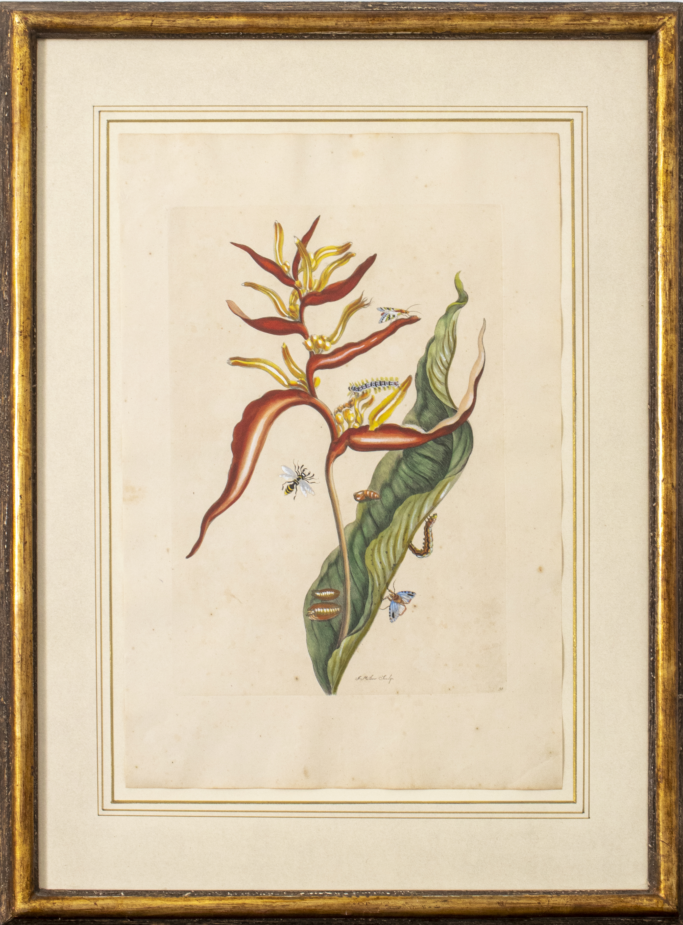 Appraisal: JOSEPH MULDER BOTANICAL HAND-COLORED ENGRAVING Joseph Mulder Dutch - botanical