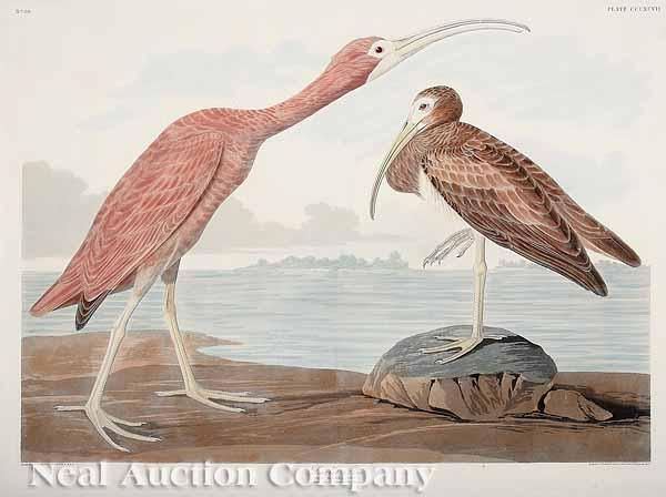 Appraisal: After John James Audubon America - Scarlet Ibis No Plate