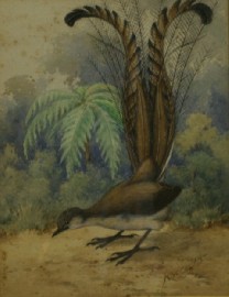 Appraisal: Neville William Cayley Junior - Superb Lyrebird watercolour on paper