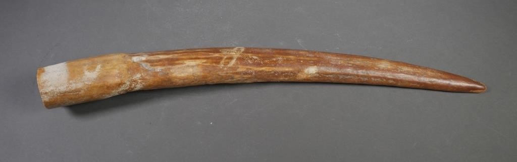 Appraisal: Fossilized walrus ivory tusk with variegated shades Tusk could be