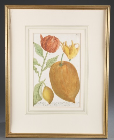 Appraisal: Five th c Hand Colored Engravings of Fruit Possibly after